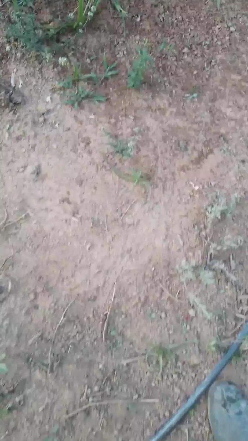 Offline Daddy_capixaba on Cam4