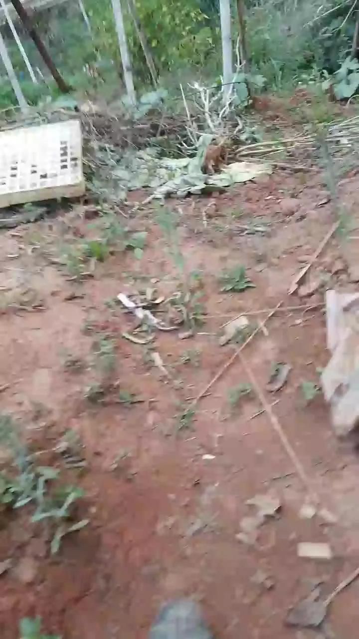 Offline Daddy_capixaba on Cam4