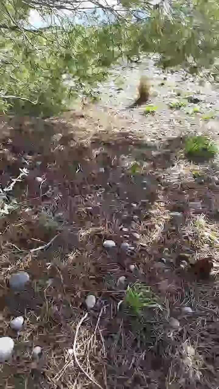 Offline delfin1111 on Cam4