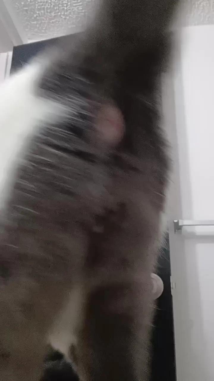 Offline MissTokio on Cam4