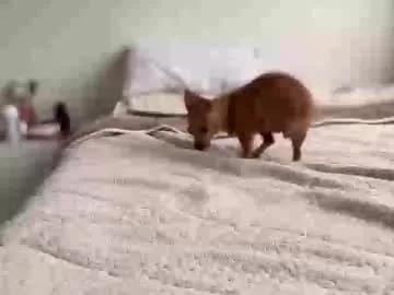 Chaturbate teffsweet18 is Freechat teffsweet18 — Freechat on Chaturbate