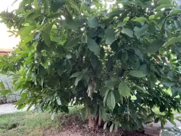 Freechat patry333 on Chaturbate