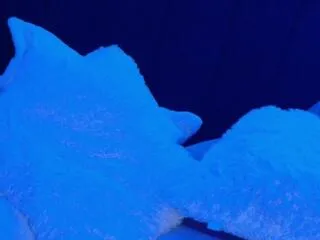 Freechat danile_hensen on Flirt4Free